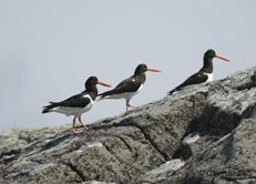 oyster catchers